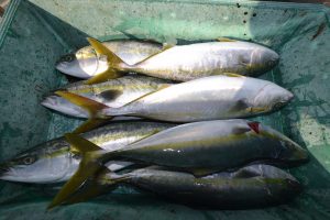 アジアマリンサービス 釣果