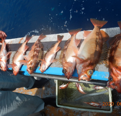 作十丸 釣果