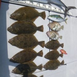 磯部釣船 直栄丸 釣果