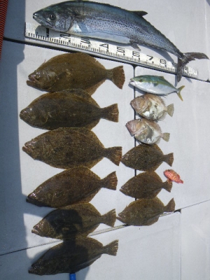 磯部釣船 直栄丸 釣果