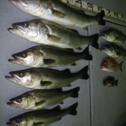 磯部釣船 直栄丸 釣果