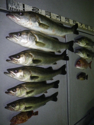 磯部釣船 直栄丸 釣果