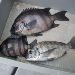 磯部釣船 直栄丸 釣果