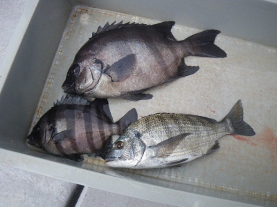 磯部釣船 直栄丸 釣果