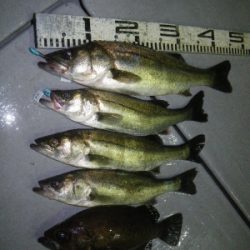 磯部釣船 直栄丸 釣果