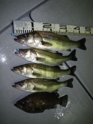 磯部釣船 直栄丸 釣果