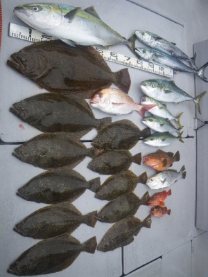 磯部釣船 直栄丸 釣果