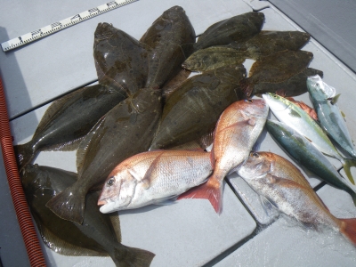 磯部釣船 直栄丸 釣果