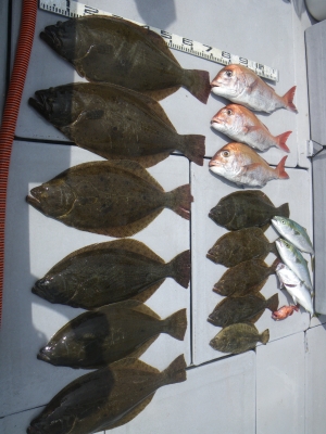 磯部釣船 直栄丸 釣果