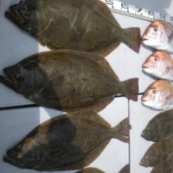 磯部釣船 直栄丸 釣果