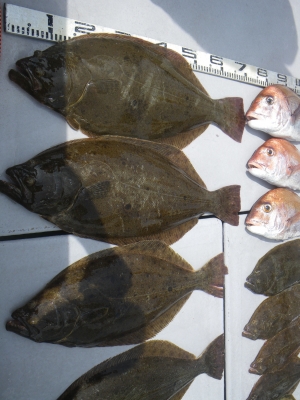 磯部釣船 直栄丸 釣果