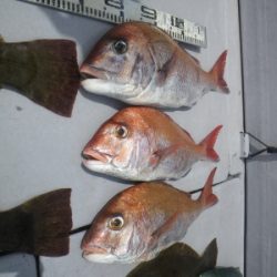 磯部釣船 直栄丸 釣果