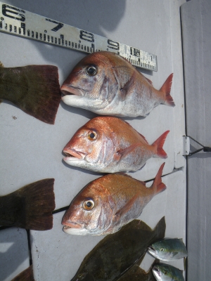 磯部釣船 直栄丸 釣果