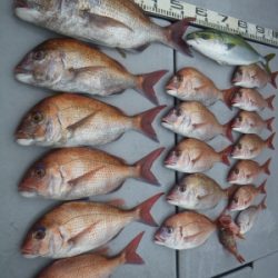 磯部釣船 直栄丸 釣果