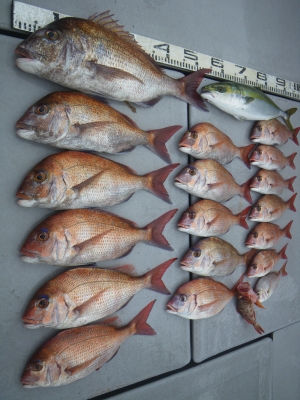 磯部釣船 直栄丸 釣果