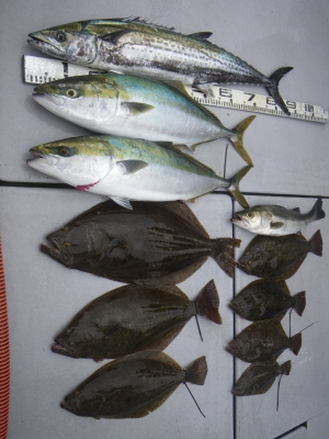 磯部釣船 直栄丸 釣果