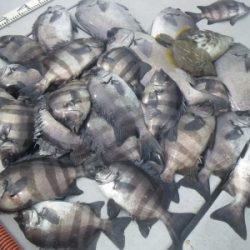 磯部釣船 直栄丸 釣果