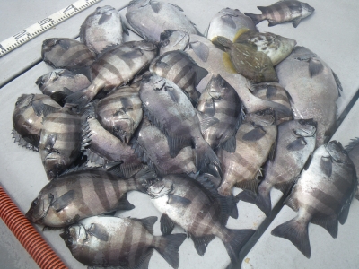 磯部釣船 直栄丸 釣果