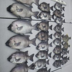 磯部釣船 直栄丸 釣果