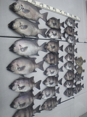 磯部釣船 直栄丸 釣果