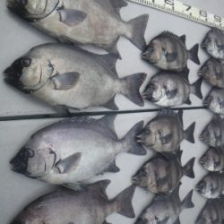 磯部釣船 直栄丸 釣果