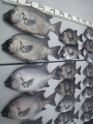 磯部釣船 直栄丸 釣果