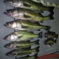 磯部釣船 直栄丸 釣果