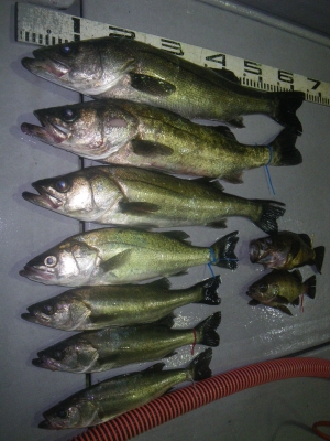 磯部釣船 直栄丸 釣果