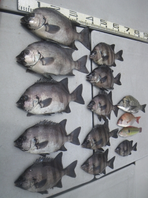 磯部釣船 直栄丸 釣果