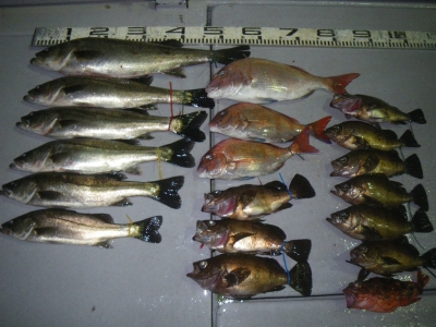 磯部釣船 直栄丸 釣果