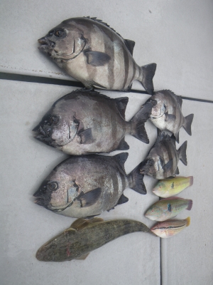 磯部釣船 直栄丸 釣果