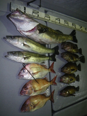 磯部釣船 直栄丸 釣果