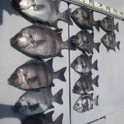 磯部釣船 直栄丸 釣果