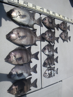 磯部釣船 直栄丸 釣果