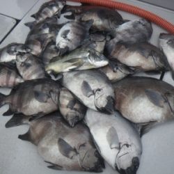 磯部釣船 直栄丸 釣果