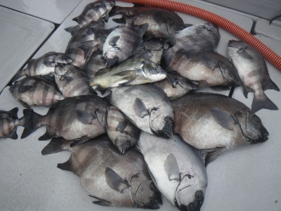 磯部釣船 直栄丸 釣果