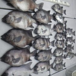 磯部釣船 直栄丸 釣果