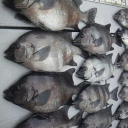 磯部釣船 直栄丸 釣果