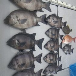 磯部釣船 直栄丸 釣果