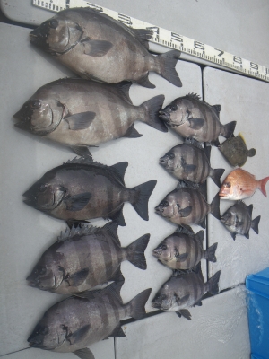 磯部釣船 直栄丸 釣果