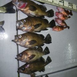 磯部釣船 直栄丸 釣果