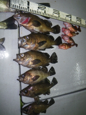 磯部釣船 直栄丸 釣果