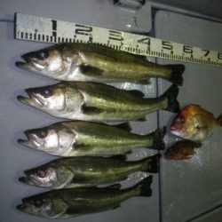 磯部釣船 直栄丸 釣果