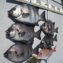 磯部釣船 直栄丸 釣果