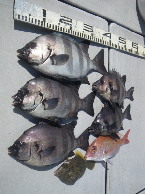 磯部釣船 直栄丸 釣果