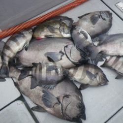 磯部釣船 直栄丸 釣果