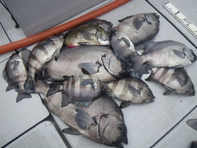 磯部釣船 直栄丸 釣果