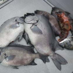 磯部釣船 直栄丸 釣果