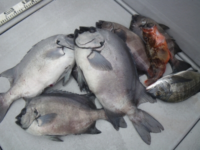 磯部釣船 直栄丸 釣果