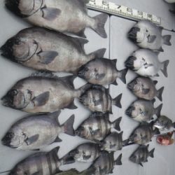 磯部釣船 直栄丸 釣果